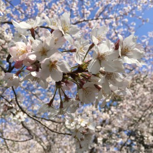 3月のさくらじま 〜噴火回数272回　爆発的噴火178回含む〜