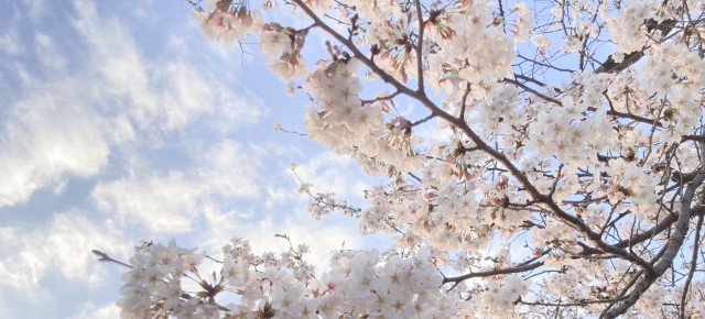 連載◆いとうさわこ「インスタント・モーメント」第3回「もう桜が咲いてしまった」